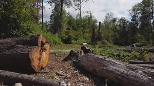 Best Utility Line Clearance  in Amador Pines, CA