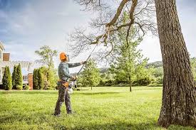 Best Fruit Tree Pruning  in Amador Pines, CA