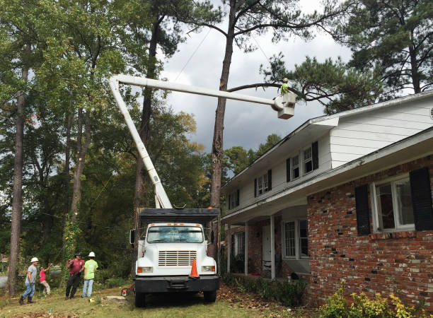 Trusted Amador Pines, CA Tree Care Experts