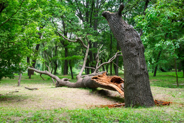 Best Lawn Disease Treatment  in Amador Pines, CA