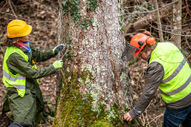 Best Tree Cabling and Bracing  in Amador Pines, CA