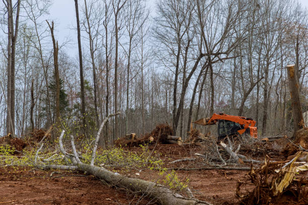 Best Tree Maintenance Programs  in Amador Pines, CA