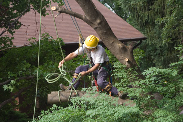 Best Emergency Tree Removal  in Amador Pines, CA